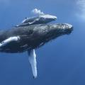 Zaštitimo ih: Kitovi i dupini pod prijetnjom ljudskih aktivnosti