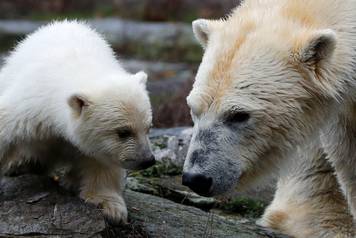 A female polar bear cub is seen together with 9 year-old mother Tonja during her first official presentation for the media at Tierpark Berlin zoo in Berlin