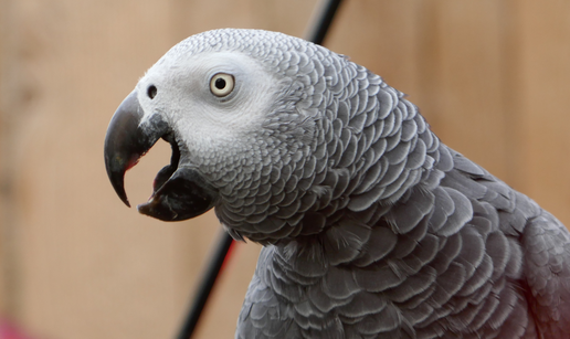 'Nestala papiga vratila mi se nakon &ccaron;etiri godine, a kada je progovorila ostao sam u &scaron;oku!'