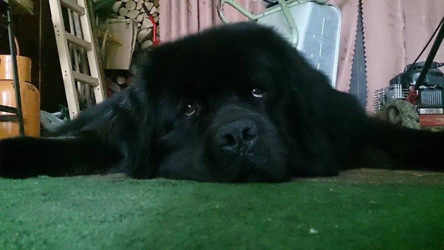 24ljubimci/Fotografije čitatelja