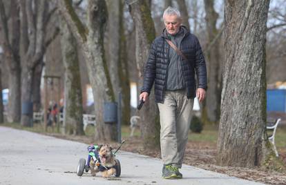 VIDEO Mješanac Gizmo dobio je hodalicu, usprkos bolesti veselo šeta karlovačkim parkovima