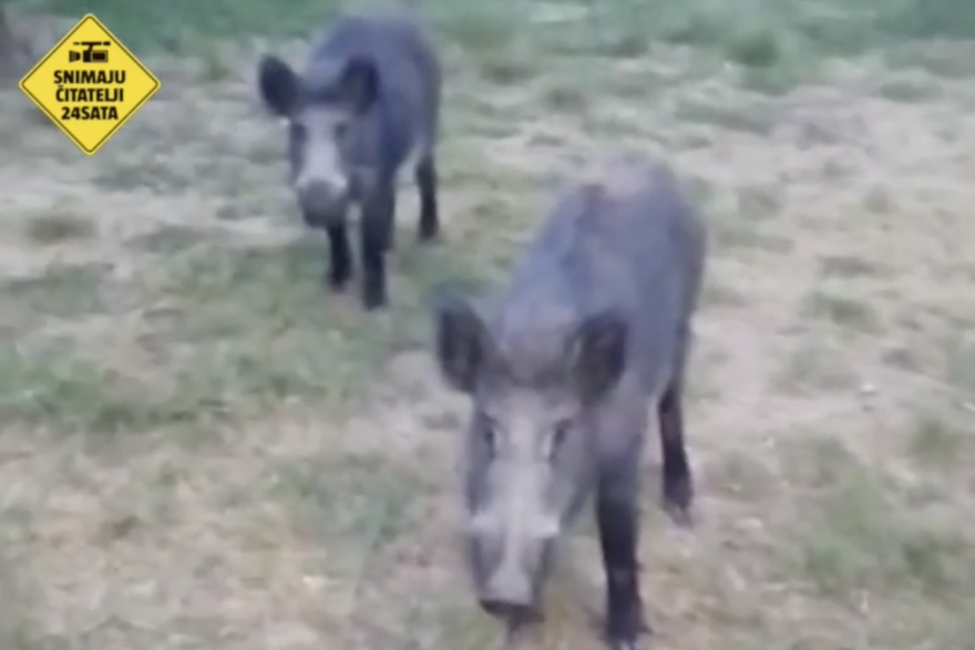 Divlje svinje u Istri