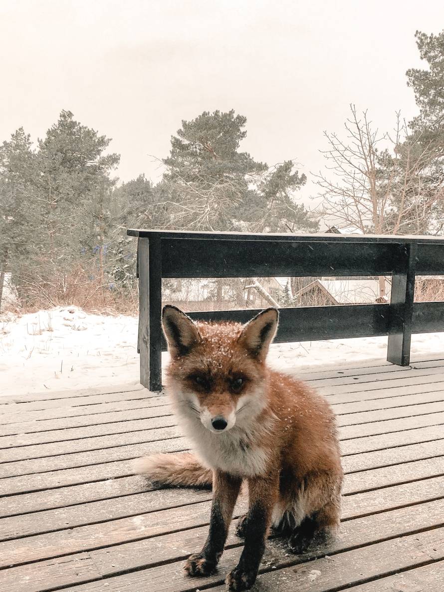 Paola Valić na kućnom pragu hrani lisice: 'Jedu mi iz ruke'