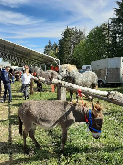 Veselo u srcu Like: Od slanine, finih ličkih palačinki i rakije do revije konjskih zaprega