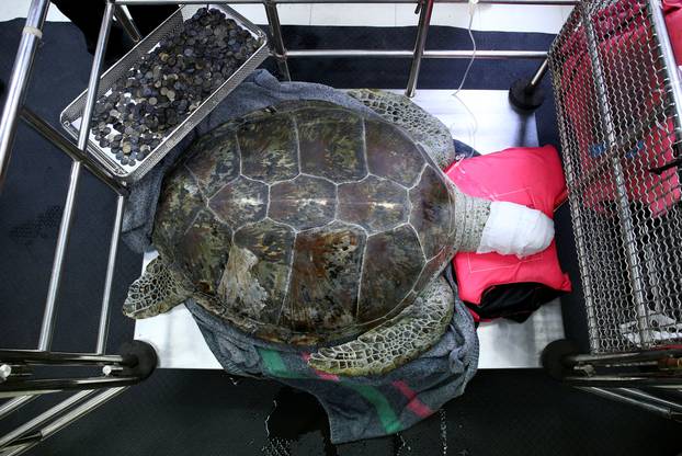 Omsin, a 25 year old femal green sea turtle, rests next to a tray of coins that were removed from her stomach at the Faculty of Veterinary Science, Chulalongkorn University in Bangkok