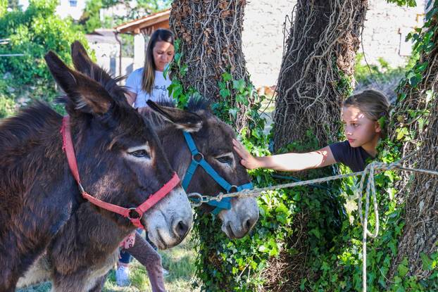 Pula: Održana je tradicionalna 55. Trka na tovari