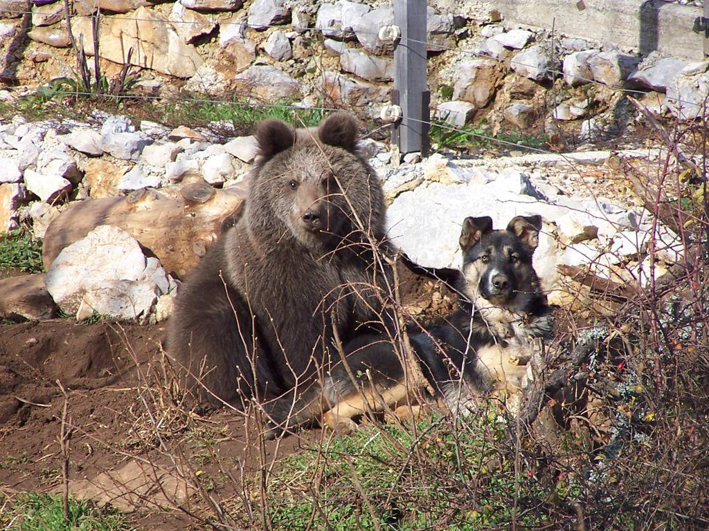 Velebitska udruga Vuk