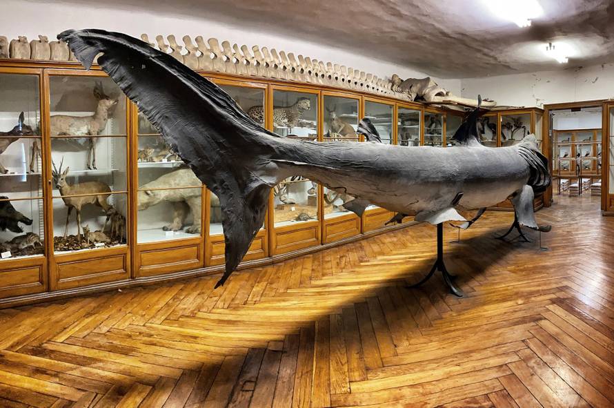 Najveći 'ulov' Muzeja: Golema psina od osam metara u srijedu seli na Zagrebački velesajam