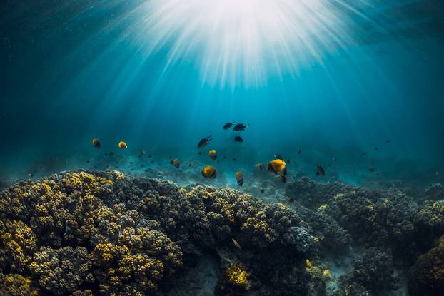 Underwater wildlife with corals, fish and sun rays in tropical blue ocean