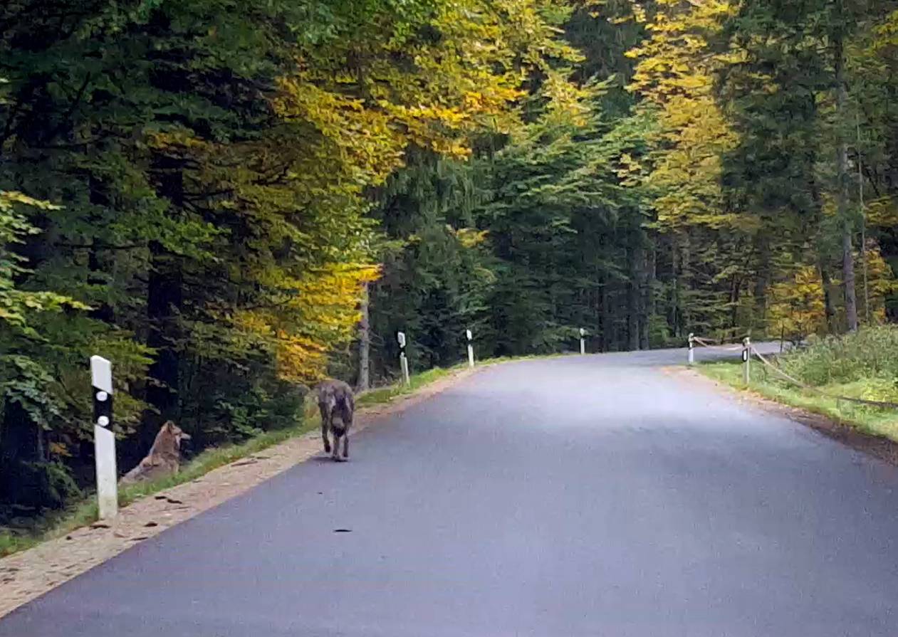 Run-away wolves in the Bavarian Forest