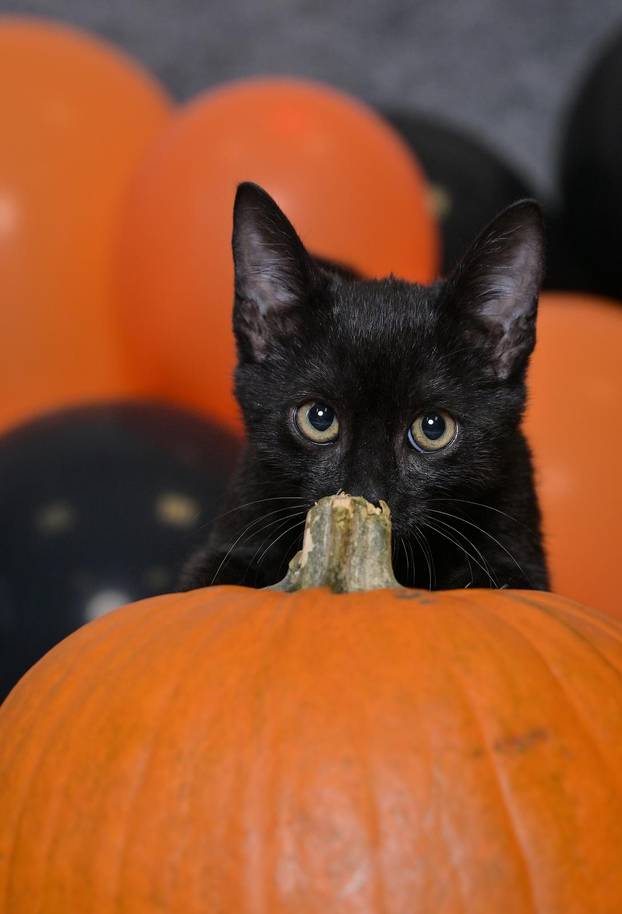 Sklonište u Dumovcu poziva na posebno jesensko udomljavanje pasa i mačaka