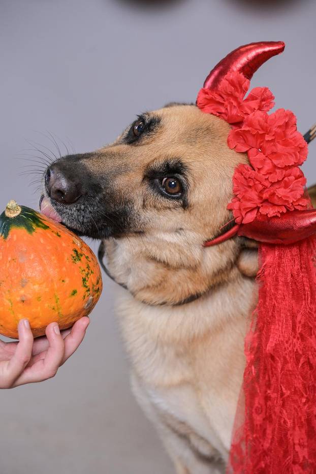 Sklonište u Dumovcu poziva na posebno jesensko udomljavanje pasa i mačaka
