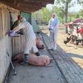 Borba sa zarazom: Dva sela pod nadzorom zbog svinjske kuge!