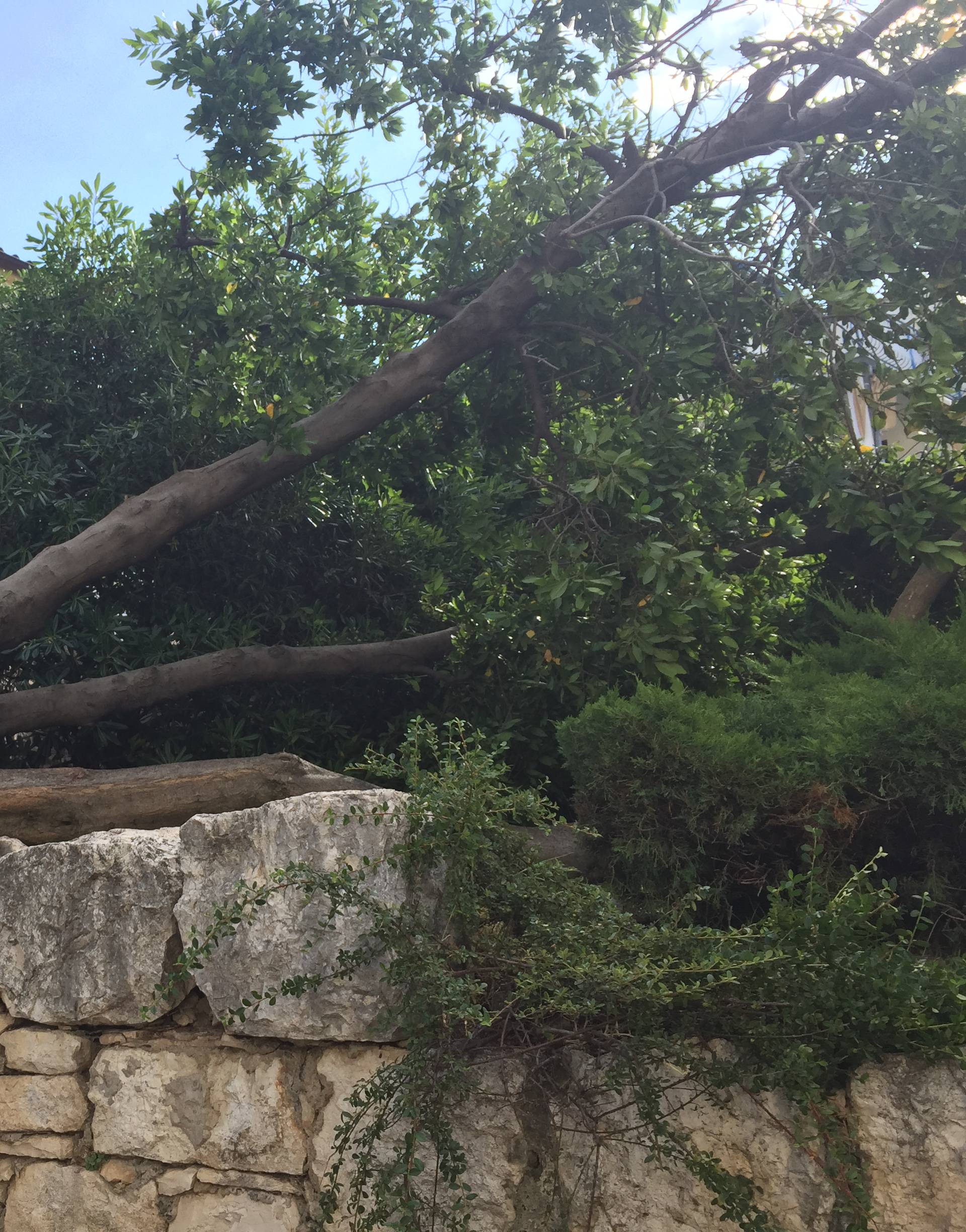 Oluja poharala Zadar: Letjela stabla, nasukalo se 20 brodova
