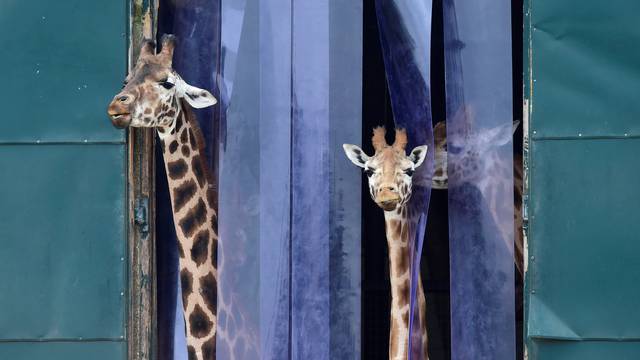 Giraffes look out from their enclosure at Marwell Zoo near Winchester in Britain