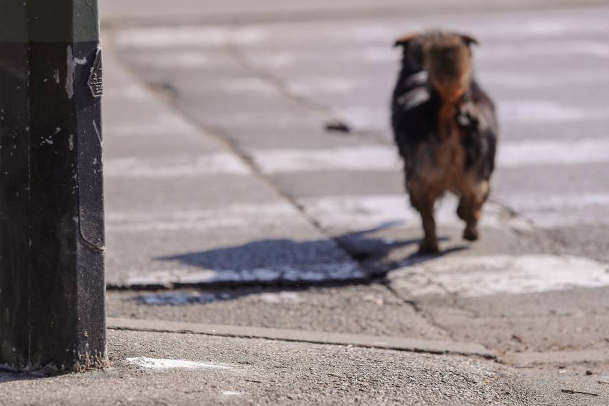 Netko u Zagrebu truje pse?! Na ulici našli čudni bijeli prah