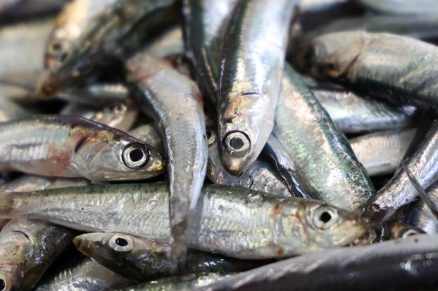 Šibenik: Skromna ponuda srdela i ostale ribe na ribarnici