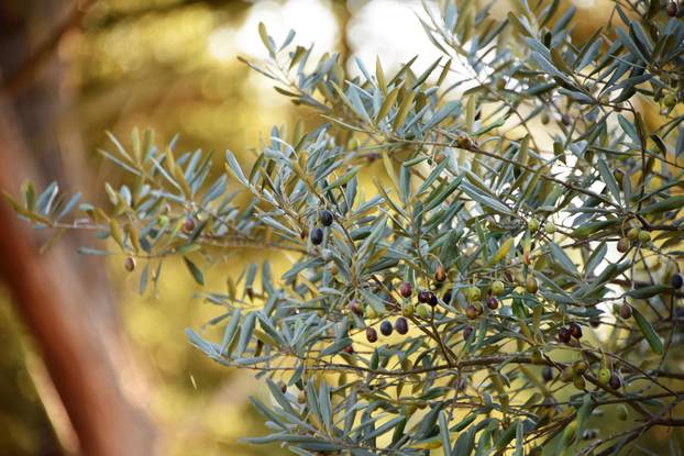 Maslina na Brijunima jedna je od najstarijih na Mediteranu