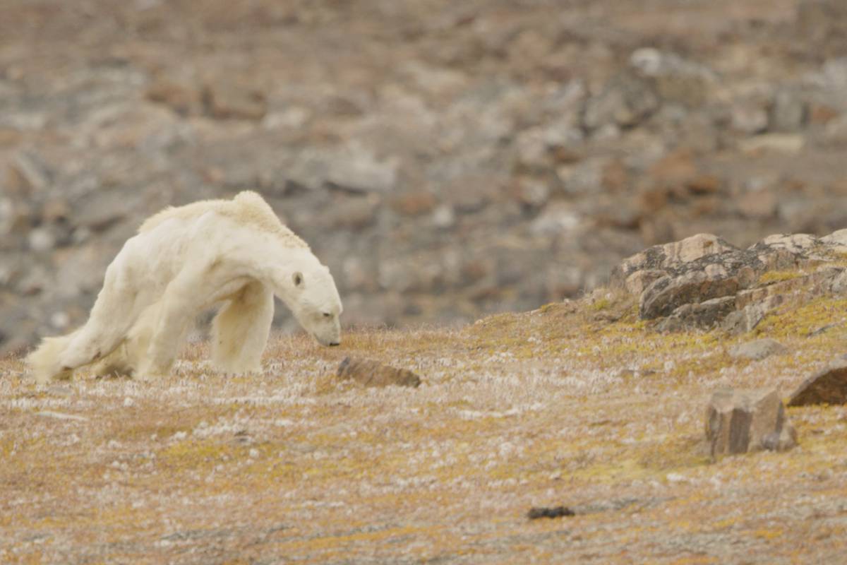 ima li polarnih medvjeda u labradoru