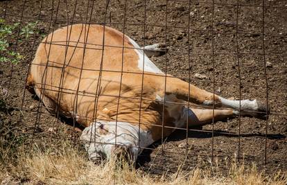 Veterinarski institut objavio: Ukupno 80 uzoraka uginule stoke pozitivno na bedrenicu