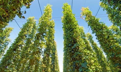 Kako je zbog samo jedne biljke svijet dobio omiljenu namirnicu
