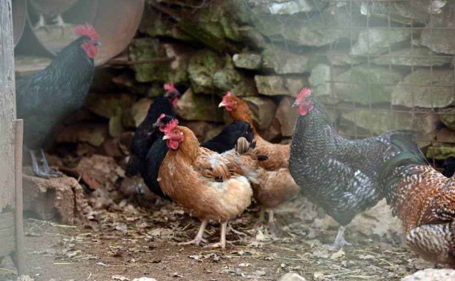 Uništili 864 kila peradi: Traže ptičju gripu na našim farmama