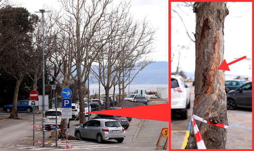 U Novom Vinodolskom sru&scaron;it &cacute;e legendarne platane jer imaju - rak! 'Sve moramo dezinficirati'