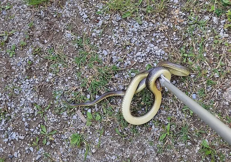 Najezda zmija: U Vrbovskom se zmije uvukle u grede, u kući u Zagrebu ih pronašli pri parenju
