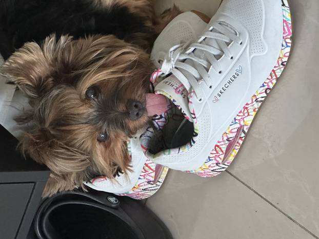 SUPER FOTKE vaših ljubimaca! Neki bi mogli biti viralni hit, ali svi su jednostavno neodoljivi