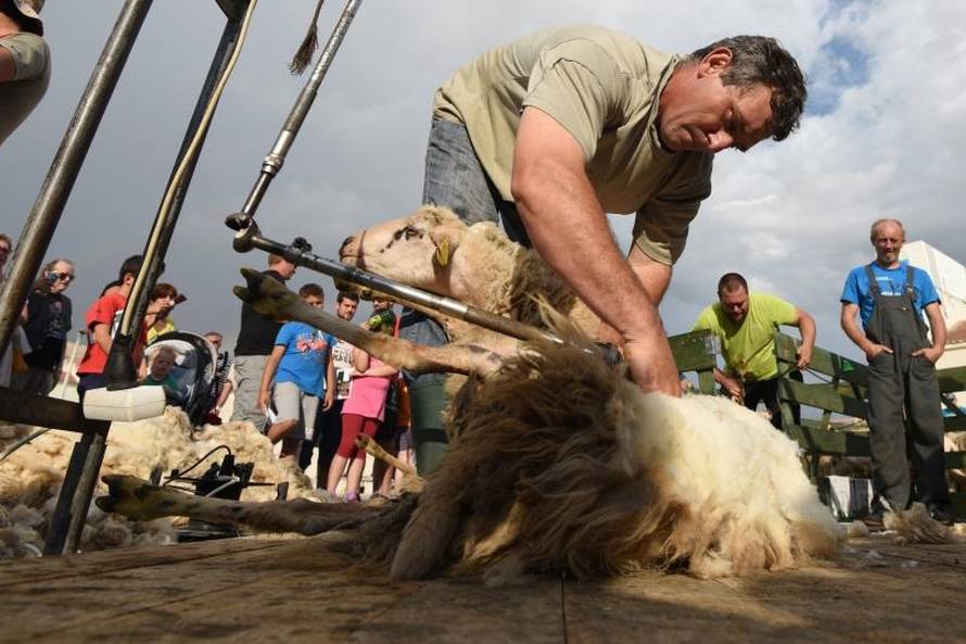 'Bee, ostavi mi bar šiške': Ovce kod najbržih hrvatskih frizera