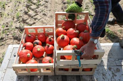 Pumpkin harvest