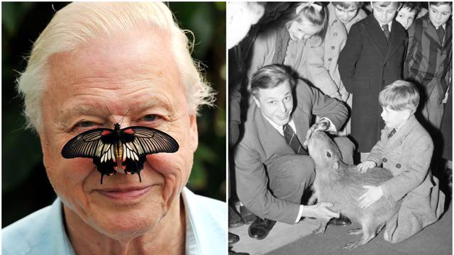 David Attenborough se vraća na male ekrane u 98. godini: Nisu me htjeli zbog prevelikih zuba