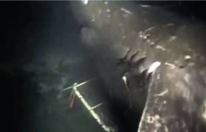 Kakvo otkriće: U oceanskim dubinama još živi megalodon? 