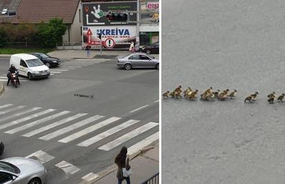 Bez nervoze: Vozači čekali dok je mama patka vodila klince