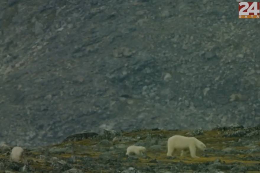 Pizli - nova vrsta medvjeda nastala je križanjem polarnog medvjeda i grizlija
