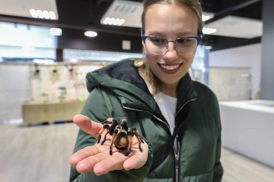 Zagreb: Izložba 70 tarantula i insekata iz Južne Amerike, Azije i Afrike