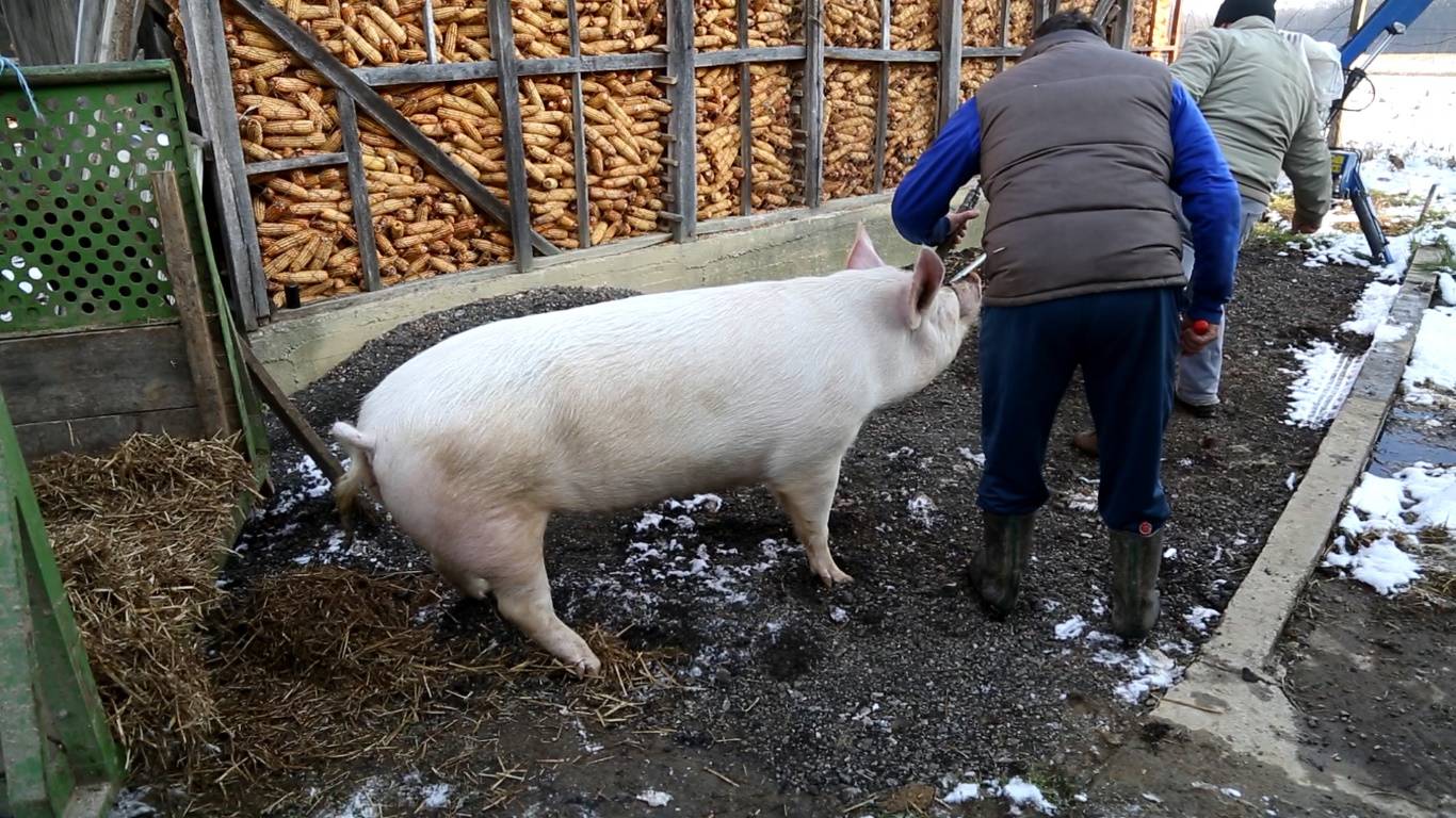 Svinjokolja nekoć bila događaj godine: 'Gadi im se, a jeli bi...'