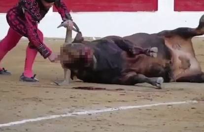 Nožem ubio bika: 'Oštricu punu krvi obrisao je  licem životinje...'
