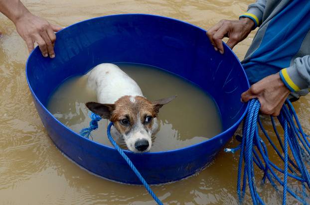 Volunteers evacuate a dog following floods in Makassar, South Sulawesi