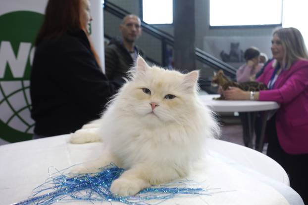 Rijeka: Međunarodna izložba mačaka