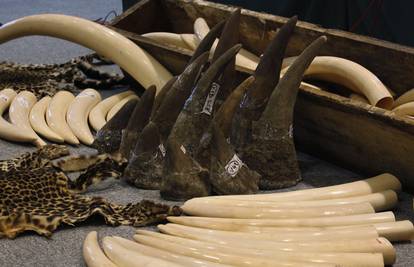 Rekordna zaplijena: Pronašli 1100 komada slonove kosti 