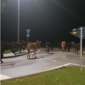 Kakav prizor! Odbjegli magarci i jedan konj u šetnji po Istri