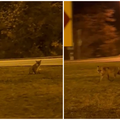 VIDEO Lisica u noćnoj šetnji u Poreču: 'Izgledala je umiljato'