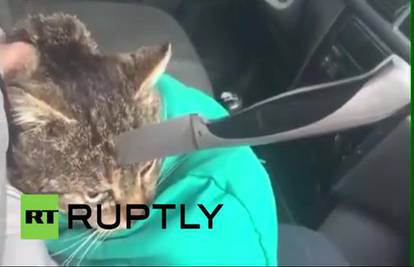 Šokantna snimka: Pogledajte što se dogodilo jadnoj mački