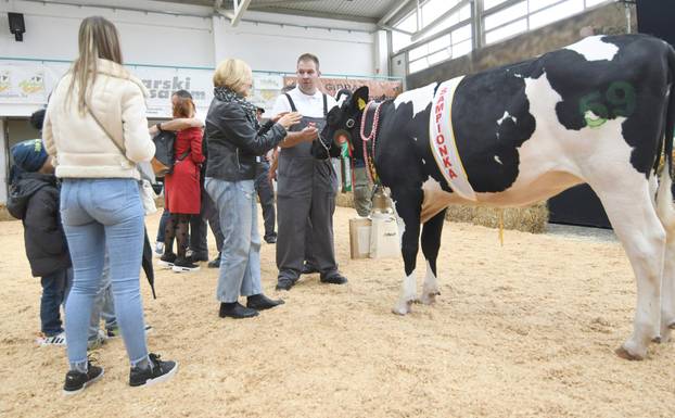 Gudovac: Junica Anabela u vlasništvu Belja proglašena šampionkom sajma holstein pasmine