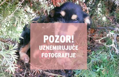 Strava u Slavonskom Brodu: Manijaci su psiću raznijeli šape