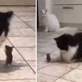 VIDEO Tom i Jerry na aparatima 'Prodajem svoje dvije mačke. Pa pogledajte što im miš radi!'