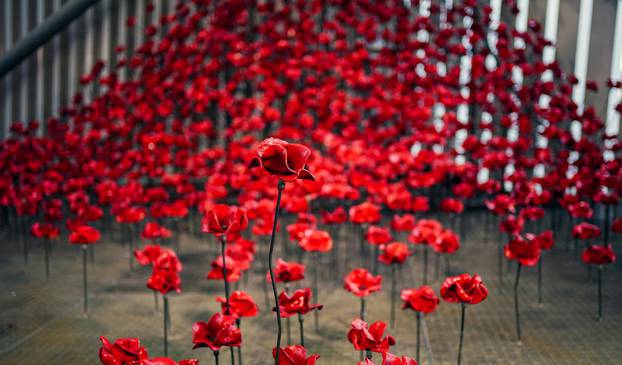 Poppies at IWM North