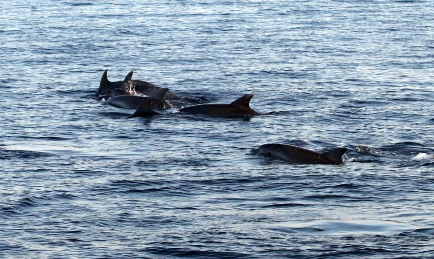 Pogledajte snimku: Turisti su brodovima pratili jato dupina
