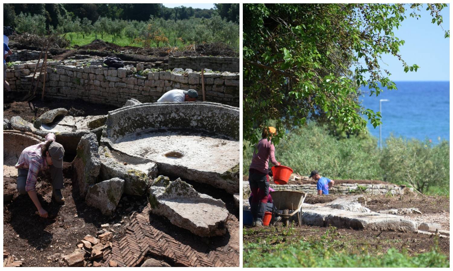 FOTO U maslinicima Barbarige iznova su otkrili ostatke velike uljare iz doba Rimskog carstva